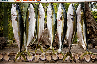 Loreto, Baja California Sur, Mexico. Seven tuna hang from a sign in Baja, Mexico.