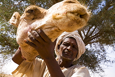 A member of the Shanabla tribe holds up a severed camels head up. The camel will be the main course at this wedding celebration outside El Obeid, Sudan. On February 15, 2006. The Shanabla are nomads and have no lands of their own. They raise camels to sell at market and are dependant on others lands for grazing.