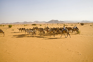 A camel caravan travels through the Sahara Desert, Sudan.150,000 camels travel from Sudanto Egypt yearly to be sold.