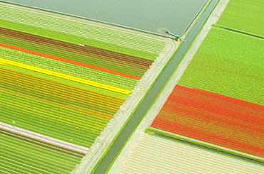 Looking down on tulip fields from an airplane, Holland, Netherlands.