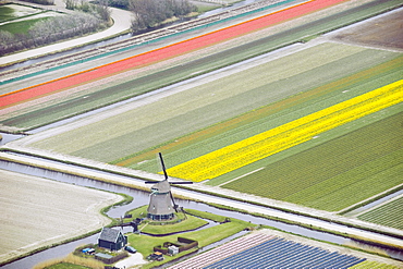 Looking down on tulip fields and a windmill from an airplane, Holland, Netherlands.