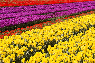 Tulips and daffodils blooming in rows in Haarlem, Netherlands.