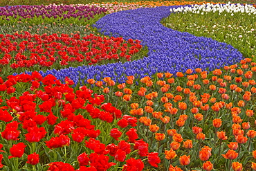 Hyacinth and tulips planted in the Keukenhof Gardens.