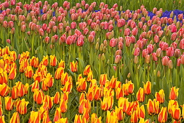 Tulips growing in rows at Keukenhof Gardens, Lisse, Netherlands.