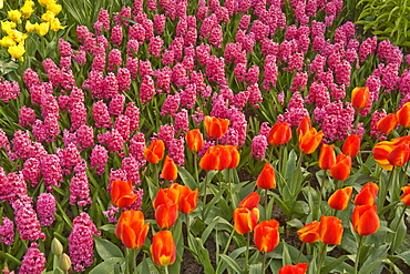 Tulips and hyacinth growing at Keukenhof Gardens, Netherlands.