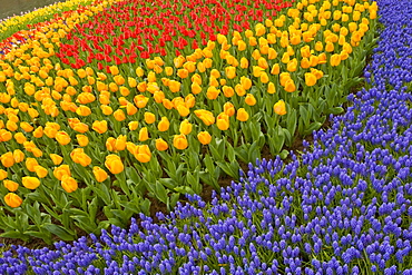 Tulips and hyacinth growing in patterns at Keukenhof Gardens, Lisse, Netherlands.