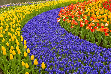 Tulips and hyacinth growing in patterns at Keukenhof Gardens, Lisse, Netherlands.