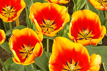 Tulips blooming in Keukenhof Gardens, Lisse, Netherlands.