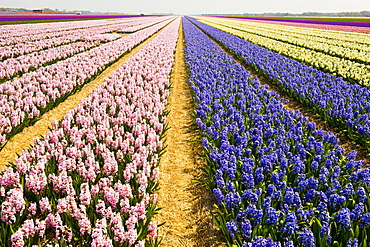 Hyacinth growing along the road in Holland, Netherlands.