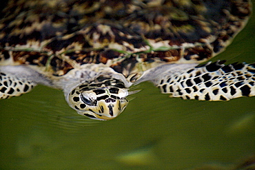 Sea Turtle, Kulu Ecopark, Viti Levu, Fiji.