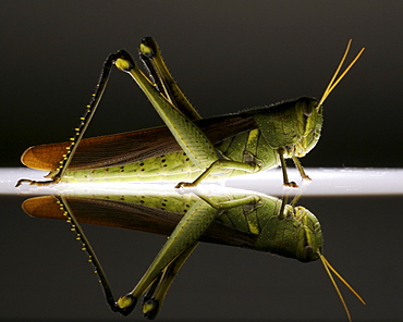 Obscure Bird Grasshopper (Schistocerca obscura)