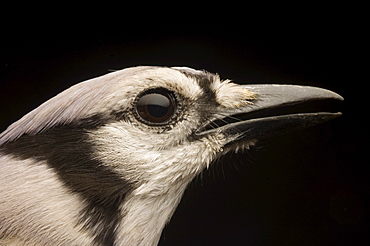 The Blue Jay (Cyanocitta cristata) belongs to the "Blue" or American Jays. They are aggresive, adaptable and omnivorous. They have been colonizing new habitat for many decades. They can make a large variety of sounds and can even learn to mimic human speech.