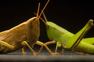 Grasshoppers are herbivorous insects of the suborder Caelifera in the Order Orthoptera.