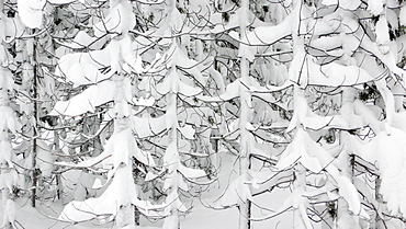 Side view of tree branches covered in fresh snow in Bend, Oregon.