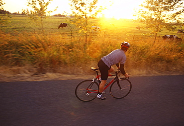 A road cyclists rides by cows in a pasture, with the sunset, near Eunumclaw, Washington.