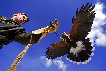 A Harris hawk gets ready to land on the fist of master falconer Robert Waite at the British School of Falconry in Manchester, Vermont. The Harris hawk, a southwestern United States species, is a very sociable bird and ideal for working in groups.