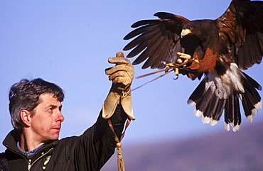 A Harris Hawk lands on the glove of Master Falconer at the British School of Falconry.