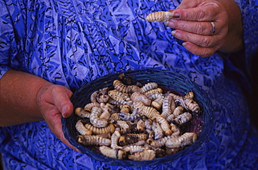 Festival of the Ver de Bancoule, a large endemic beetle, held each year at Farino, New Caledonia.