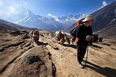 A trekker in Nepal looks over his shoulder at the approaching yak train.