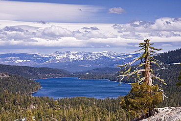 Donner Lake and the Sierra Mountains and a dead pine tree on a partly cloudy day in California