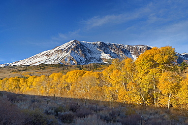 Yellow fall aspen trees beneath a snowy mountain at sunrise in the Sierra mountains of California