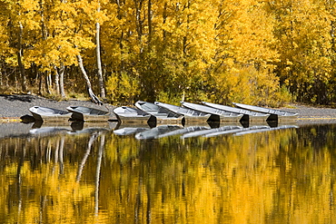 A row of fishing boats and autumn aspens trees reflecting in Silver Lake in the Sierra mountains of California