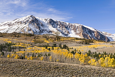 Yellow fall aspen trees beneath a snowy mountain at sunrise in the Sierra mountains of California