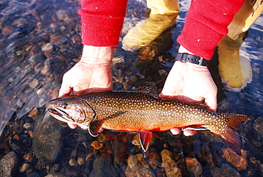 Close-up of a fly fisherman holding his catch at Lake Futalaufquen, Patagonia.