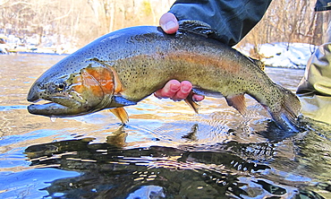 NJ Trout