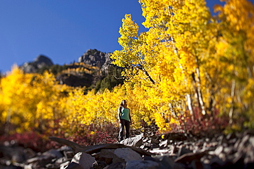 A young woman hiking stops to enjoy the amazing fall colors in Colorado.