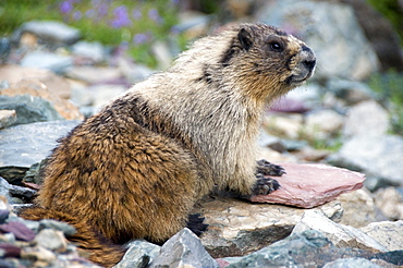 A marmot sits on some rocks and checks out his surroundings in Glacier National Park, MT.