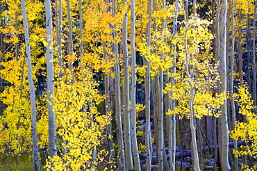 Aspens turn bright yellow and orange in the fall in Lake Tahoe, NV.