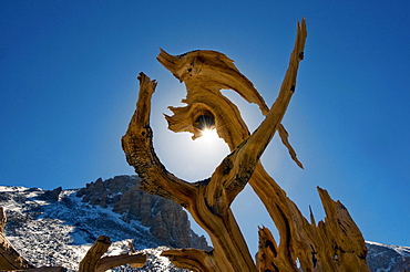 An odd shaped section of a live bristlecone pine tree in Great Basin National Park, NV.