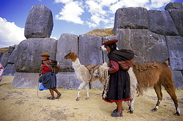 Llamas in Machu Pichu.