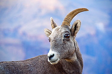 A young bighorn sheep at dusk in Grand Canyon National Park, Arizona.