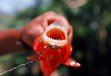 Close-up of a Piranha's teeth during a fishing trip in the Amazon.