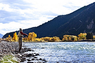 A athletic man fly fishing stands on the banks of the Yellowstone River with the fall colors and snowy mountains behind him in Bozeman, Montana.