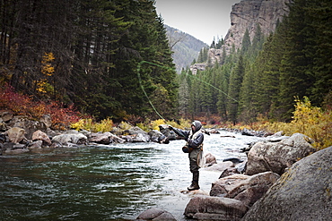 A athletic man fly fishing stands on the banks of the Gallatin River surrounded with the fall colors in Bozeman, Montana.