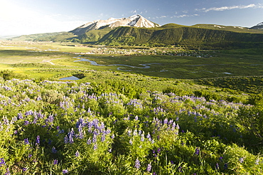 Lupine flowers along the Lupine Loop Trail with the town of Crested Butte,  Whetstone Mountain adn the Slate River in the background, Colorado.