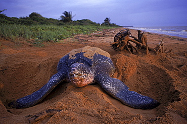 Leatherback turtle buries eggs on beach at Galibi Nature Reserve in Suriname.