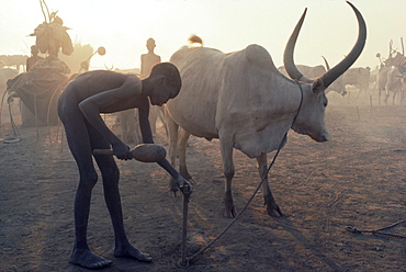 Boy drives a stake into the ground to tether a bull in a cattle camp in southern Sudan