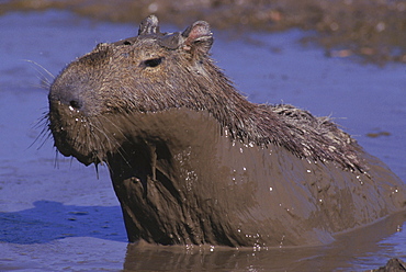 Mud coated capybara rising from a pool on the llanos of central Venezuela, South America.