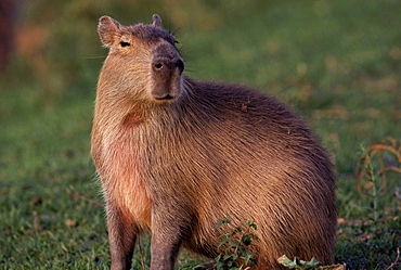 Capybara on the llanos of central Venezuela, South America.