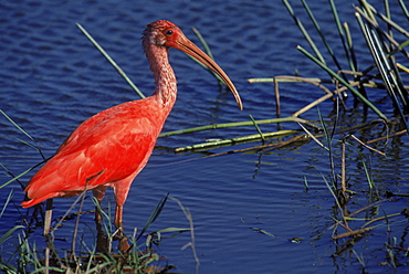 Scarlet Ibis at a water hole during the rainy season on the llanos of central Venezuela, South America.