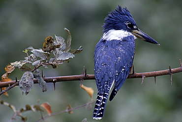 Ringed Kingfisher perches on a thorny branch on the llanos of central Venezuela, South America.