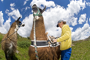 Woman loading llamas, Highland Mary Lakes, San Juan National Forest, Colorado.