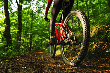 Rear view of a young woman riding a mountain bike in a forest, Poland