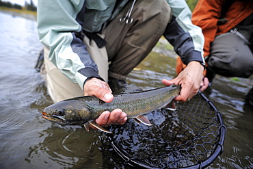 Dolly Varden char caught on Deep Creek on the Western Kenai Peninsula, Alaska September 2009.  Flowing into Cook Inlet north of Homer, the waters of Deep Creek and the Anchor River host late fall runs of wild steelhead.