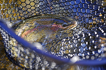 Rainbow trout caught on Deep Creek on the Western Kenai Peninsula, Alaska September 2009.  Flowing into Cook Inlet north of Homer, the waters of Deep Creek and the Anchor River host late fall runs of wild steelhead.