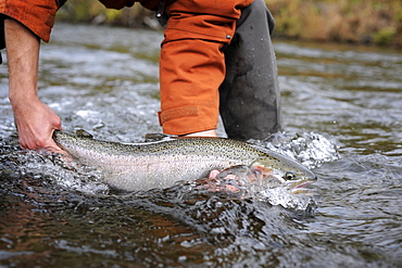 Wild steelhead fished on Deep Creek on the Western Kenai Peninsula, Alaska September 2009.  Flowing into Cook Inlet north of Homer, the waters of Deep Creek and the Anchor River host late fall runs of wild steelhead.